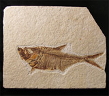 Известняковая плита с отпечатком ископаемой рыбы рода Knightia 