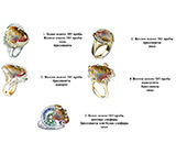 Специальный лот от мастерской! Фантастический опал 15,55 карат + дизайн кольца 