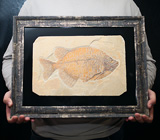 Артефакт! Известняковая плита с отпечатком ископаемой рыбы в багете 