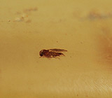 Мадагаскарский копал с насекомыми 29,16 карат 