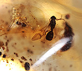 Мадагаскарский копал с насекомыми 19,42 карат