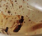 Мадагаскарский копал с насекомыми 19,42 карат 