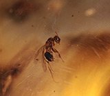 Мадагаскарский копал с насекомыми 19,42 карат 