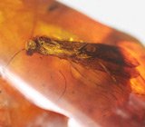 Доминиканский янтарь с насекомым 6,68 карат 