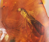Доминиканский янтарь с насекомым 6,68 карат 