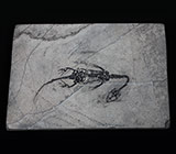 Реплика плиты с "Keichousaurus hui" 302 грамм