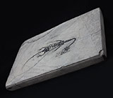 Реплика плиты с "Keichousaurus hui" 302 грамм Не указан