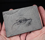 Реплика плиты с "Keichousaurus hui" 302 грамм Не указан