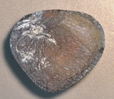 Мексиканский огненный агат 8,5 карат 