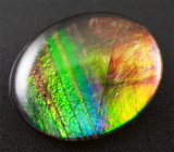 Аммолит аммонита 1,78 карат 