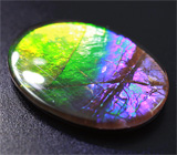 Аммолит аммонита 4,08 карат 