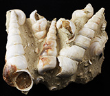 Окаменевшие раковины вида "Turitella" 432 грамм
