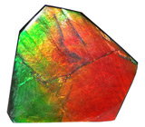 Аммолит аммонита 10 карат 