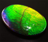 Аммолит аммонита 8,36 карат 