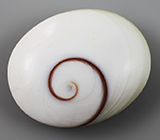 Раковина «Shiva Eye» 23 карата 