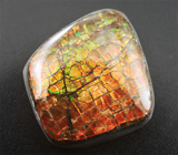 Аммолит аммонита 10,06 карат 