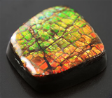 Аммолит аммонита 10,06 карат 