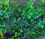 Австралийский опал 3,91 карата 