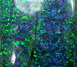 Австралийский опал 12,28 карата 