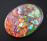 Аммолит аммонита 7,33 карат 