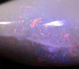 Крупный опализированный моллюск 38,76 карат 