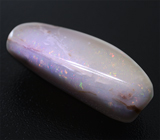 Крупный опализированный моллюск 38,76 карат 