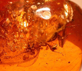 Доминиканский янтарь с насекомыми 5,52 карат