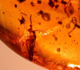 Доминиканский янтарь с насекомыми 9,37 карат 