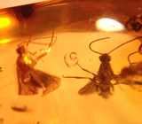 Доминиканский янтарь с насекомыми 13,04 карат 