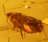 Бирманский янтарь с насекомым 13,34 карат 