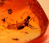 Доминиканский янтарь с насекомым 3,1 карат 