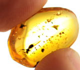 Доминиканский янтарь с насекомым 3,1 карат 