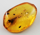 Доминиканский янтарь с насекомым 3,1 карат 