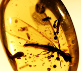 Очень редкий! Бирманский янтарь с насекомым 1,47 карат 