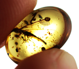 Очень редкий! Бирманский янтарь с насекомым 1,47 карат 