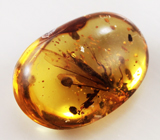 Очень редкий! Бирманский янтарь с насекомым 1,47 карат 