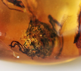 Бирманский янтарь с насекомым 2,28 карат 