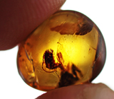 Бирманский янтарь с насекомым 2,28 карат 