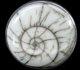 Интересное кольцо с раковиной SHIVA Серебро 925