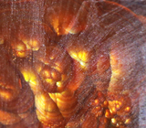 Мексиканский огненный агат в кварце 358 карат 