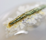 Индонезийский агат 30 карат 