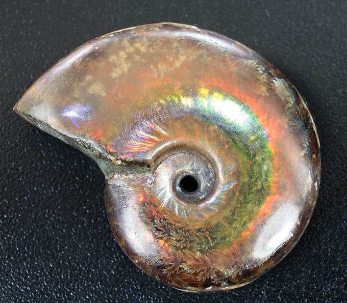 Опализированный аммонит 119,42 карат