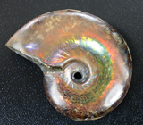 Опализированный аммонит 119,42 карат 