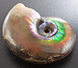 Опализированный аммонит 119,42 карат 