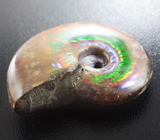 Опализированный аммонит 119,42 карат 