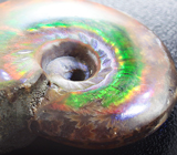 Опализированный аммонит 119,42 карат 