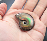 Опализированный аммонит 119,42 карат 