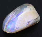Opal clam (Опализированный моллюск) 51,66 карат Не указан