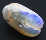 Opal clam (Опализированный моллюск) 51,66 карат Не указан