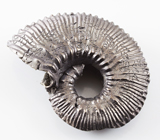 Пиритовый аммонит 67,5 карат 